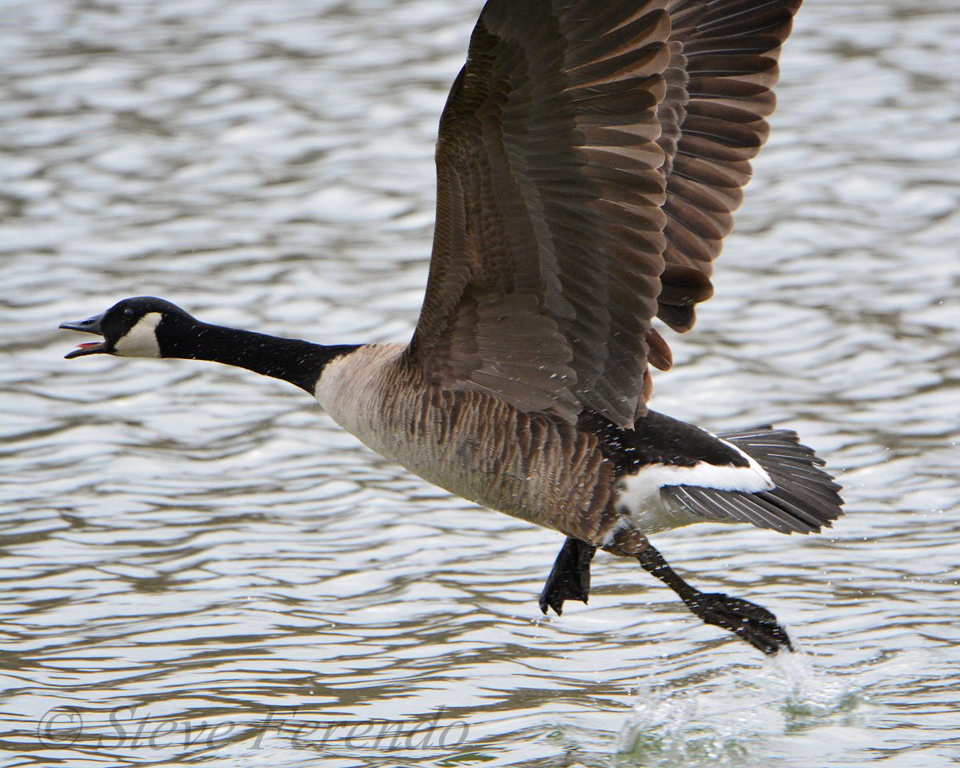 "Natural World" Through My Camera: Aggressive Canada Goose Gander
